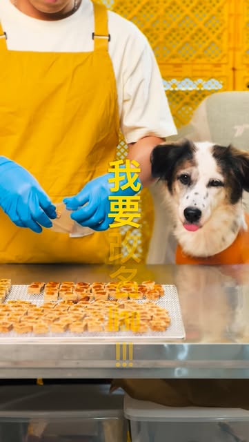 Dog photo from Mutt Store Instagram