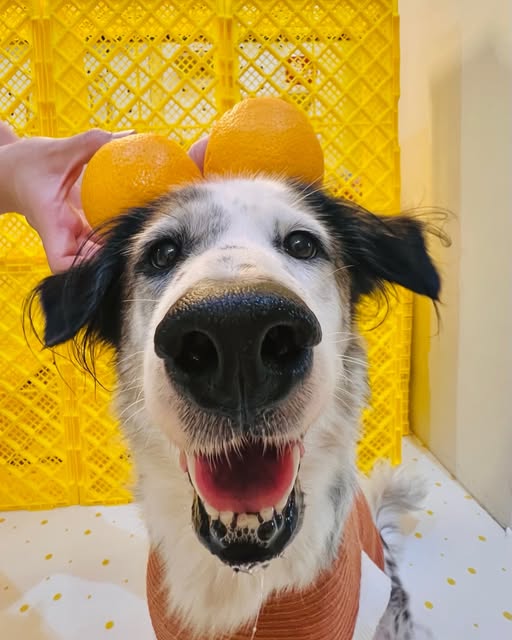 Dog photo from Mutt Store Instagram